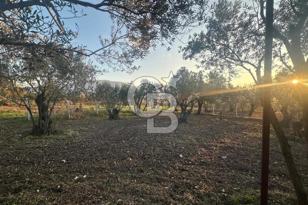 Aliağa Barbaros Hayrettin Paşa 1450 m2 satılık tarla