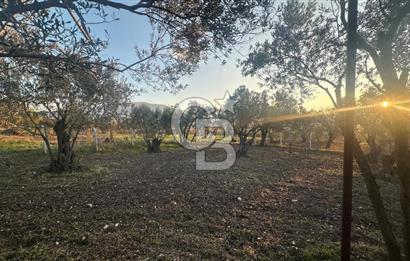 Aliağa Barbaros Hayrettin Paşa 1450 m2 satılık tarla