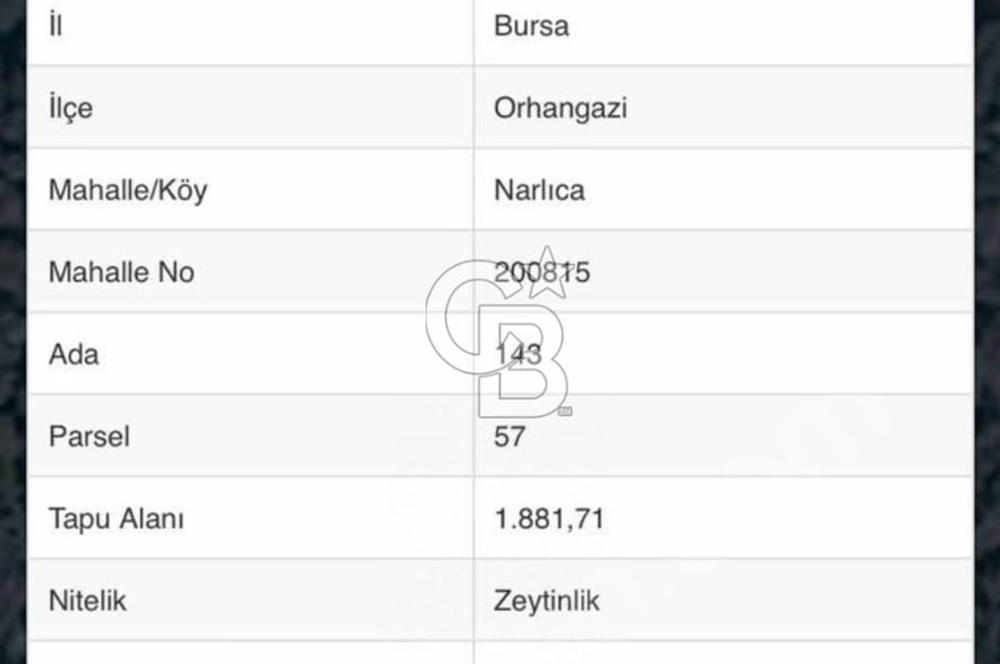 NARLICA DA İZNİK GÖLÜ MANZARALI ZEYTİNLİK 