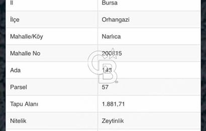 NARLICA DA İZNİK GÖLÜ MANZARALI ZEYTİNLİK 