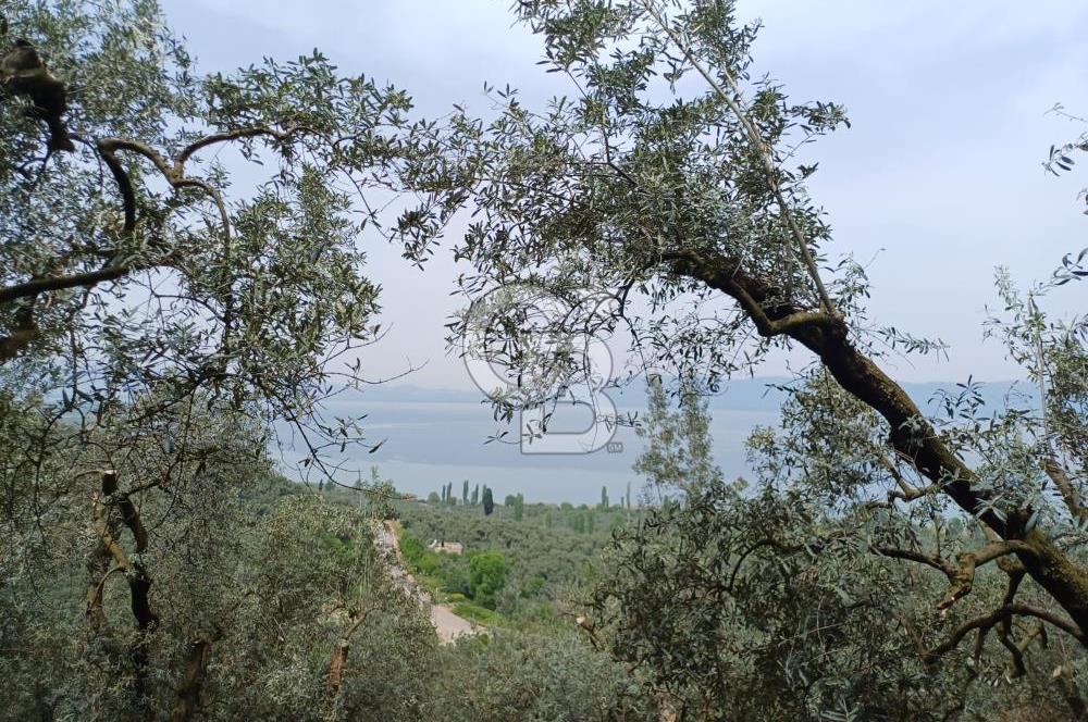 NARLICA DA İZNİK GÖLÜ MANZARALI ZEYTİNLİK 