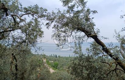 NARLICA DA İZNİK GÖLÜ MANZARALI ZEYTİNLİK 