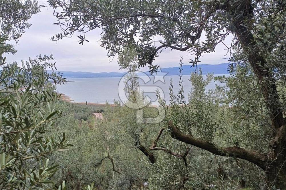 NARLICA DA İZNİK GÖLÜ MANZARALI ZEYTİNLİK 