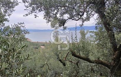 NARLICA DA İZNİK GÖLÜ MANZARALI ZEYTİNLİK 