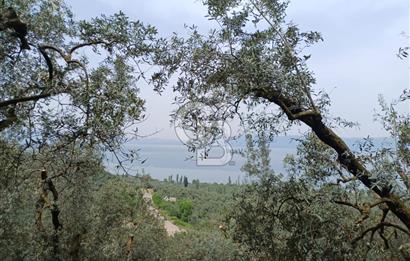 NARLICA DA İZNİK GÖLÜ MANZARALI ZEYTİNLİK 