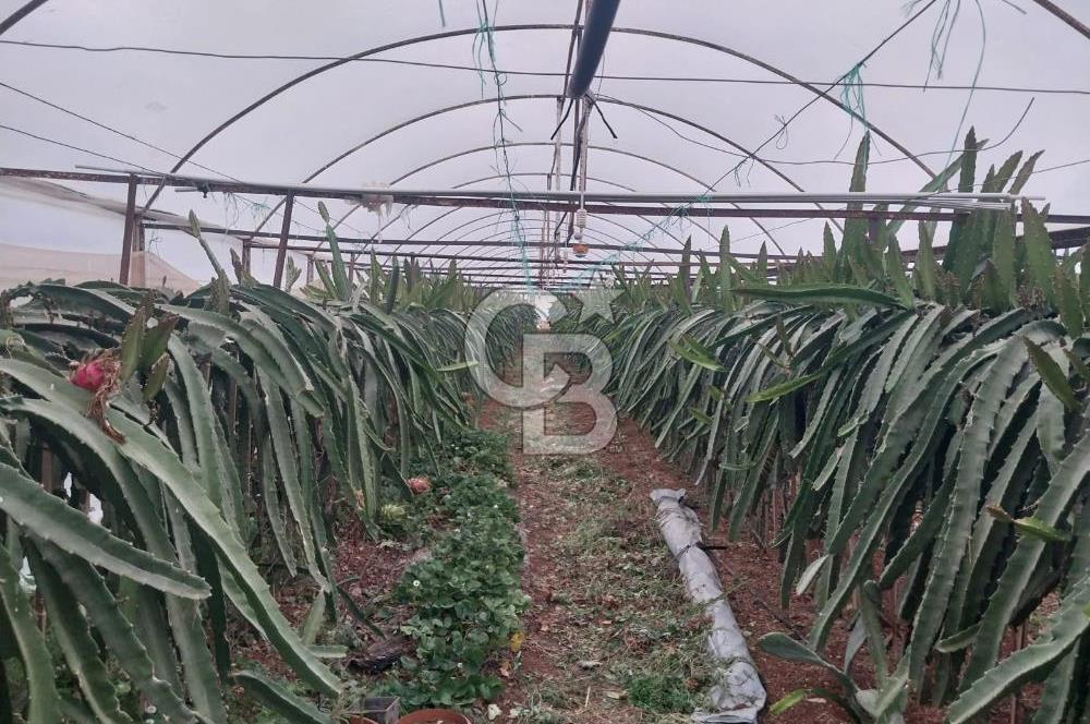 ANTALYA AKSU SATILIK SERA