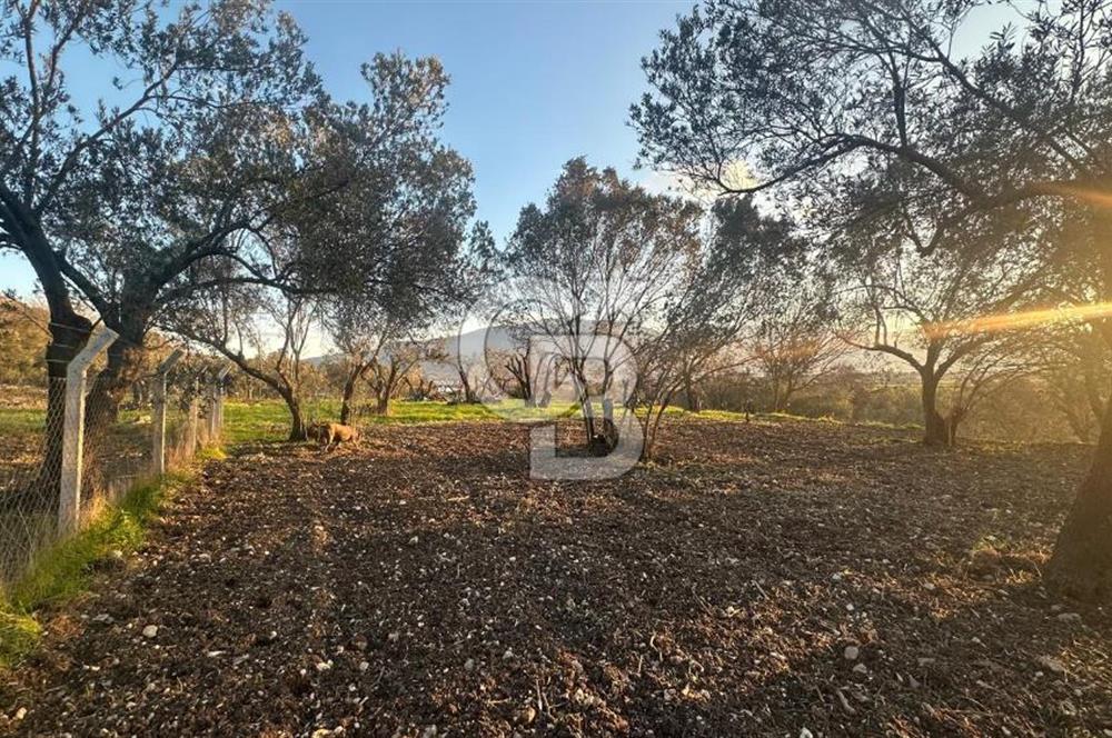 Aliağa Barbaros Hayrettin Paşa 1450 m2 satılık tarla