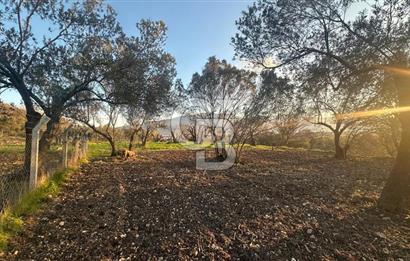 Aliağa Barbaros Hayrettin Paşa 1450 m2 satılık tarla