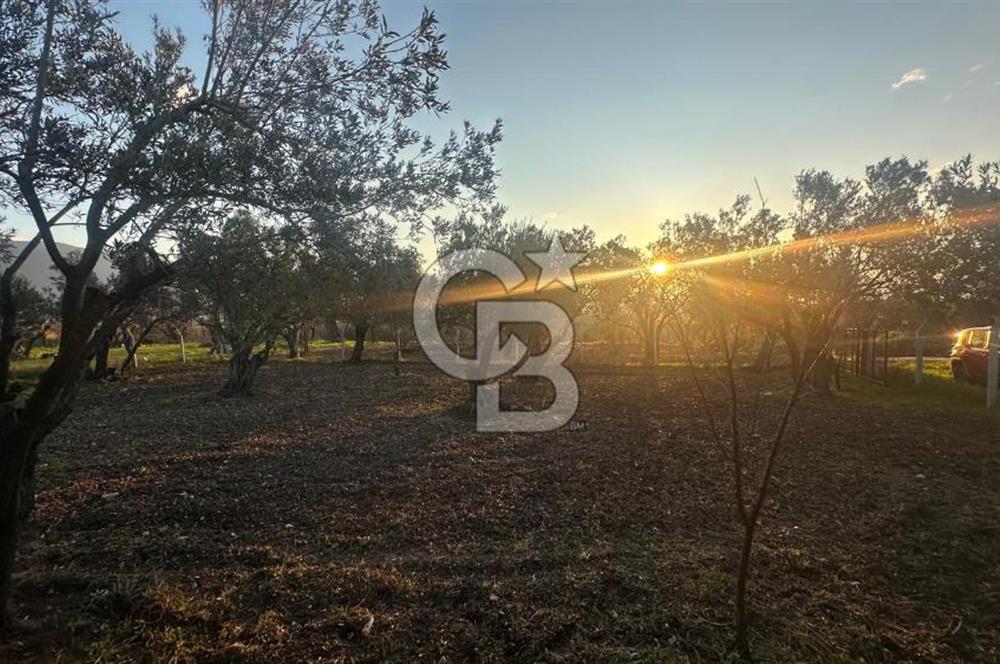 Aliağa Barbaros Hayrettin Paşa 820 m2 satılık tarla 