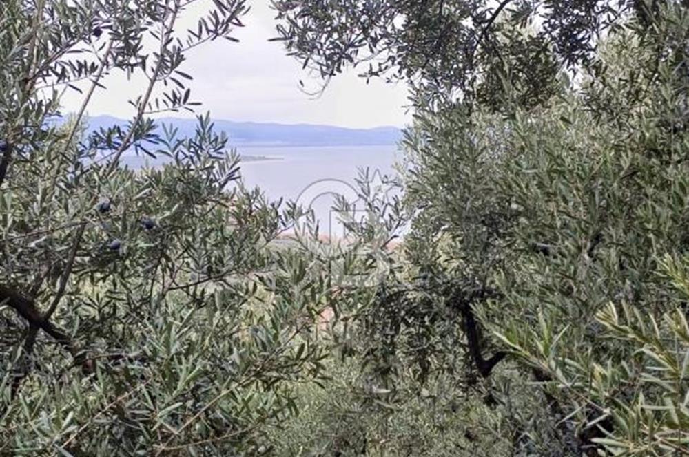 NARLICA DA İZNİK GÖLÜ MANZARALI ZEYTİNLİK 