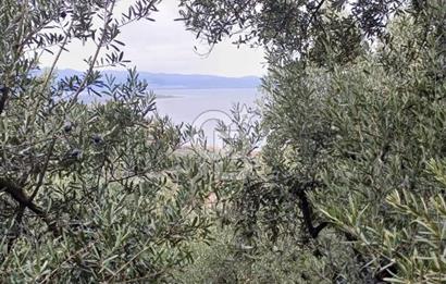 NARLICA DA İZNİK GÖLÜ MANZARALI ZEYTİNLİK 