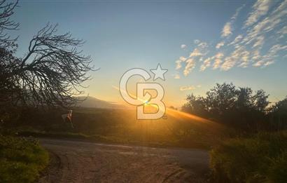 Aliağa Barbaros Hayrettin Paşa 1450 m2 satılık tarla