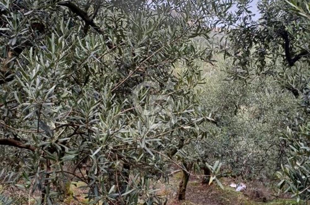 NARLICA DA İZNİK GÖLÜ MANZARALI ZEYTİNLİK 