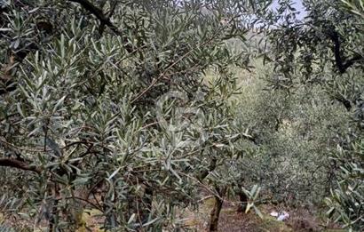 NARLICA DA İZNİK GÖLÜ MANZARALI ZEYTİNLİK 