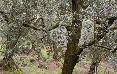 NARLICA DA İZNİK GÖLÜ MANZARALI ZEYTİNLİK 