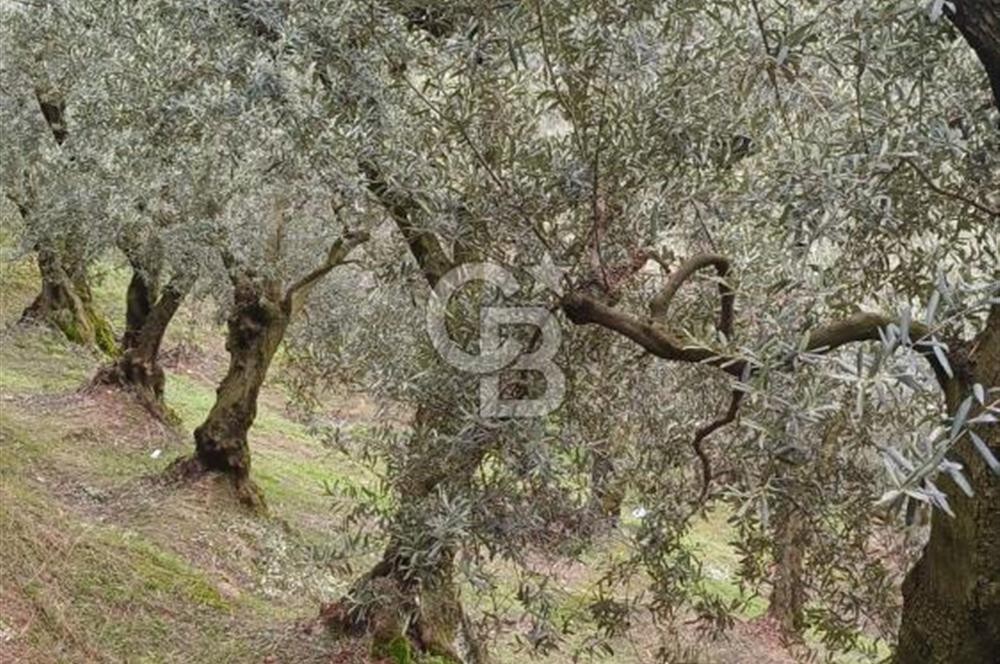 NARLICA DA İZNİK GÖLÜ MANZARALI ZEYTİNLİK 