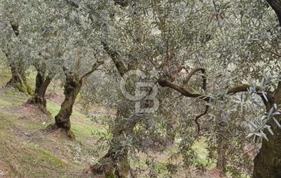 NARLICA DA İZNİK GÖLÜ MANZARALI ZEYTİNLİK 