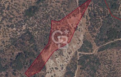 COLDWELL BANKER ROUTE | KIROBA'DA SATILIK ZEYTİNLİK