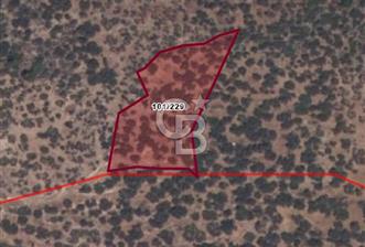 COLDWELL BANKER ROUTE | MAZILI KÖYÜNDE SATILIK ZEYTİNLİK - 1 - 328099