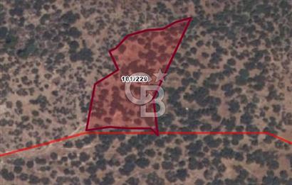 COLDWELL BANKER ROUTE | MAZILI KÖYÜNDE SATILIK ZEYTİNLİK