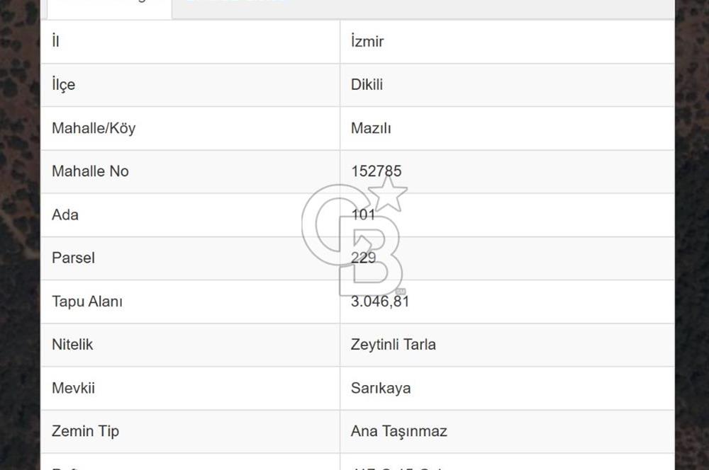COLDWELL BANKER ROUTE | MAZILI KÖYÜNDE SATILIK ZEYTİNLİK