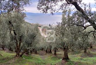 NARLICA DA İZNİK GÖLÜ MANZARALI ZEYTİNLİK  - 1 - 328108