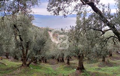 NARLICA DA İZNİK GÖLÜ MANZARALI ZEYTİNLİK 