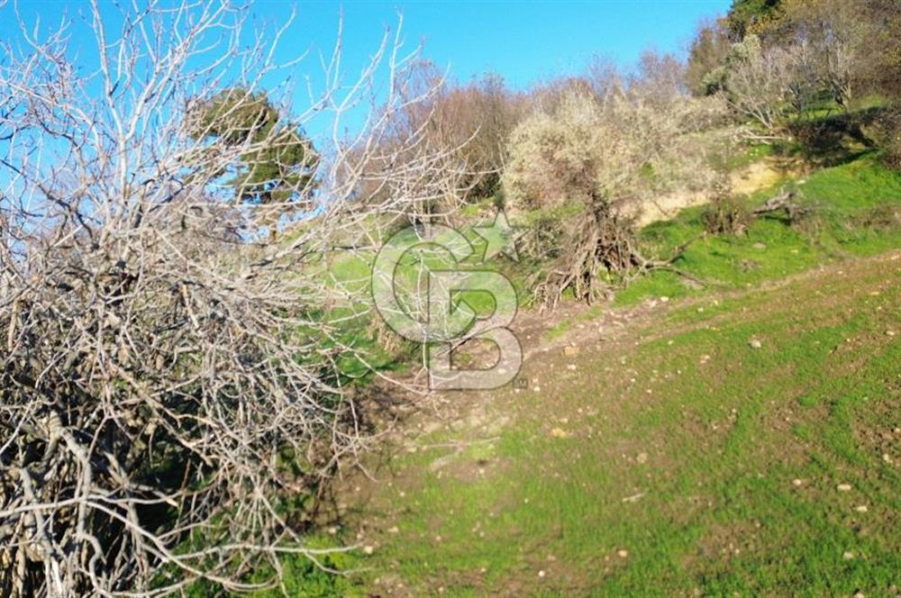 ÇANAKKALE LAPSEKİ BEYBAŞ KÖYÜ KÖY İÇİ İMARLI SATILIK ARSA