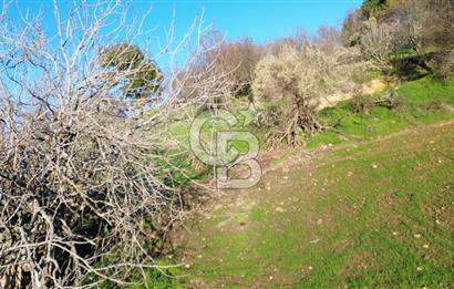 ÇANAKKALE LAPSEKİ BEYBAŞ KÖYÜ KÖY İÇİ İMARLI SATILIK ARSA