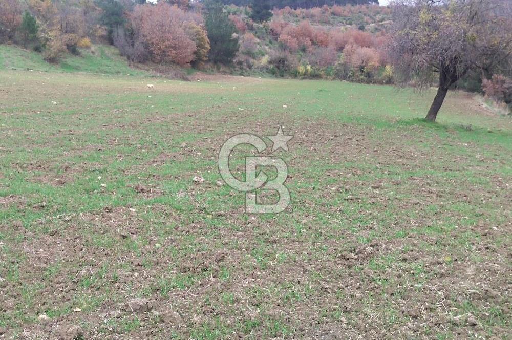 ÇANAKKALE LAPSEKİ BEYBAŞ KÖY İÇİ 1550 M2 SATILIK %40 İMARLI ARSA