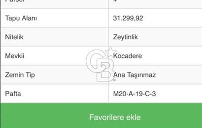 AYDIN YENİPAZAR DA SATILIK ZEYTİNLİK