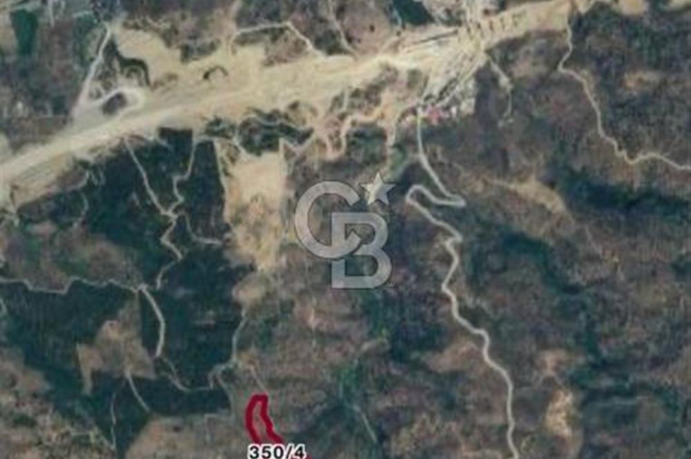 AYDIN YENİPAZAR DA SATILIK ZEYTİNLİK