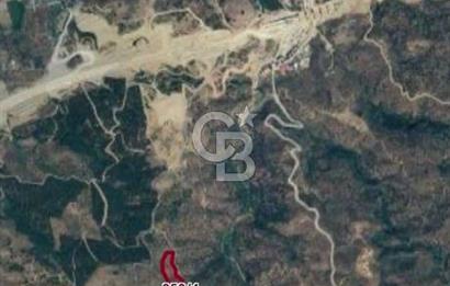 AYDIN YENİPAZAR DA SATILIK ZEYTİNLİK