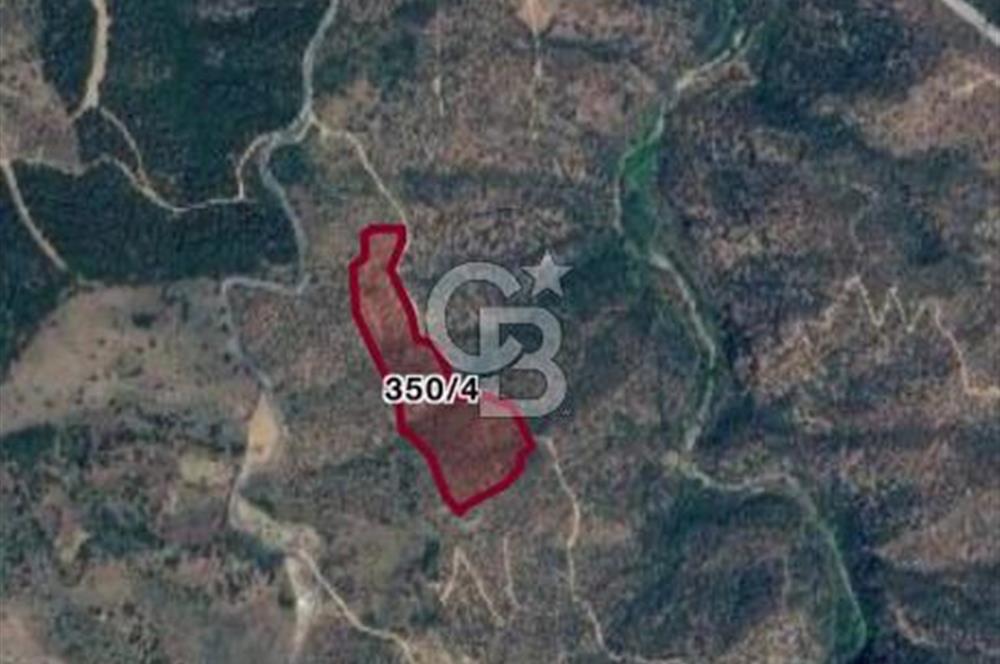 AYDIN YENİPAZAR DA SATILIK ZEYTİNLİK