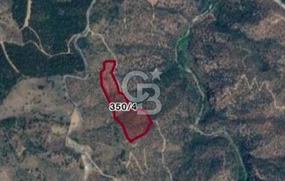 AYDIN YENİPAZAR DA SATILIK ZEYTİNLİK