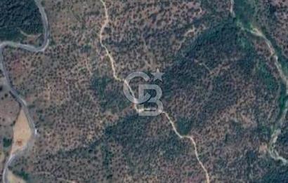 AYDIN YENİPAZAR DA SATILIK ZEYTİNLİK