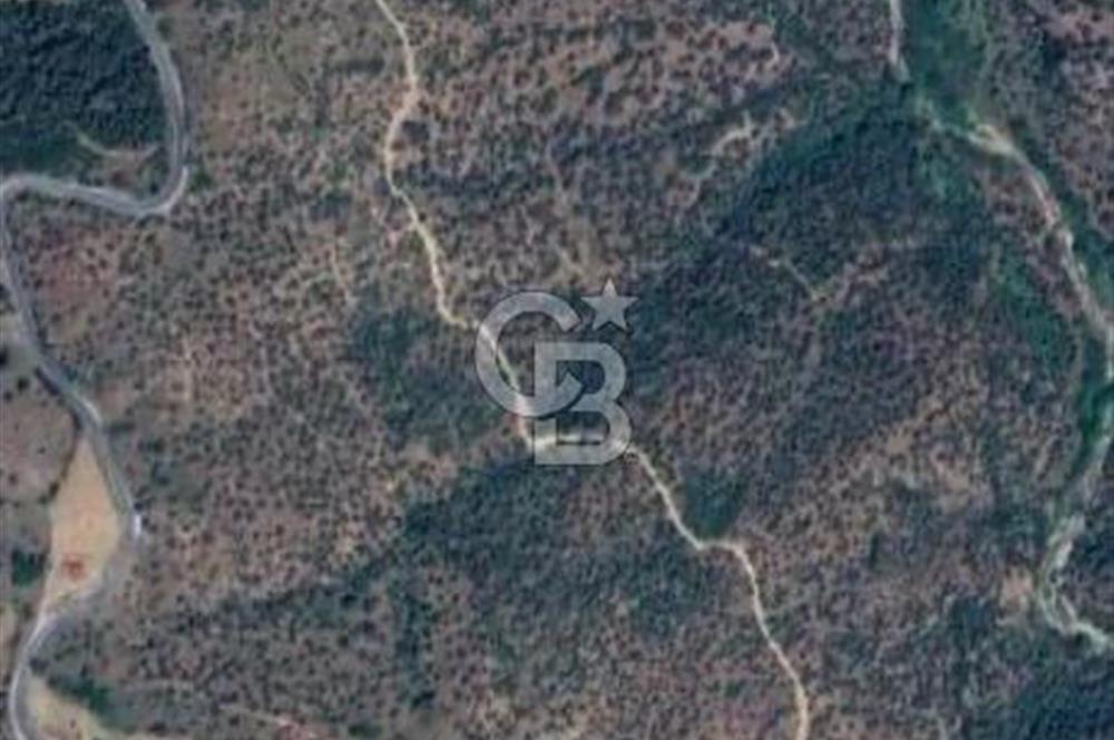 AYDIN YENİPAZAR DA SATILIK ZEYTİNLİK