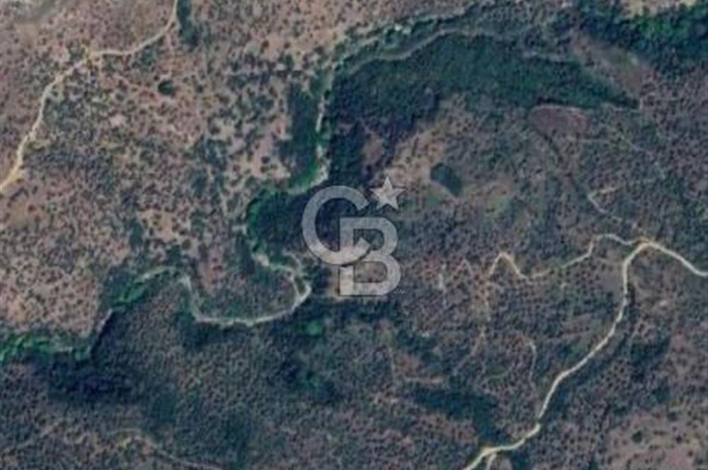 AYDIN YENİPAZAR DA SATILIK ZEYTİNLİK