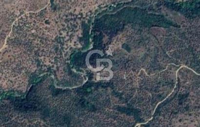 AYDIN YENİPAZAR DA SATILIK ZEYTİNLİK