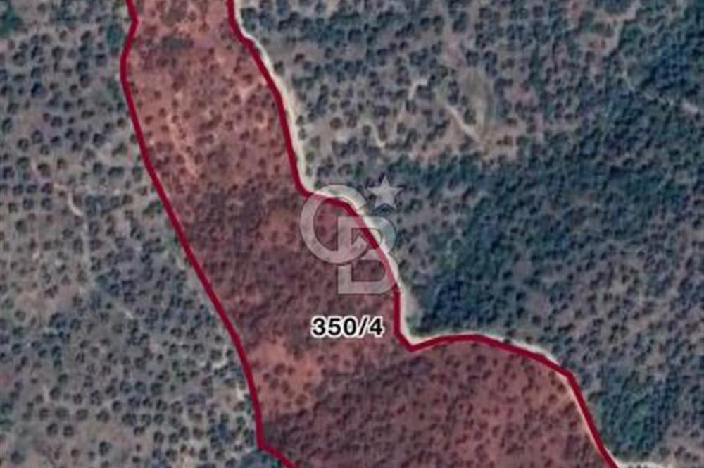 AYDIN YENİPAZAR DA SATILIK ZEYTİNLİK