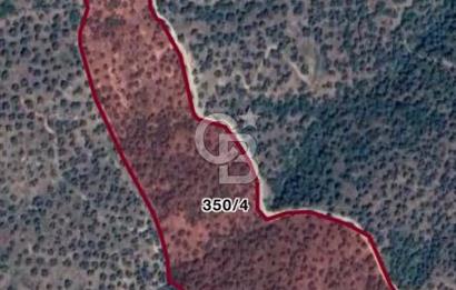 AYDIN YENİPAZAR DA SATILIK ZEYTİNLİK