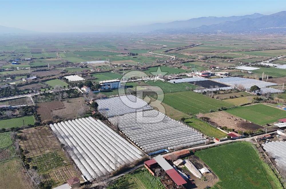 AYDIN  YENİ PAZAR DA  SATILIK TARLA