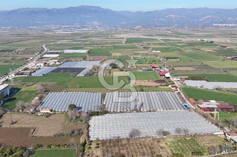 AYDIN  YENİ PAZAR DA  SATILIK TARLA