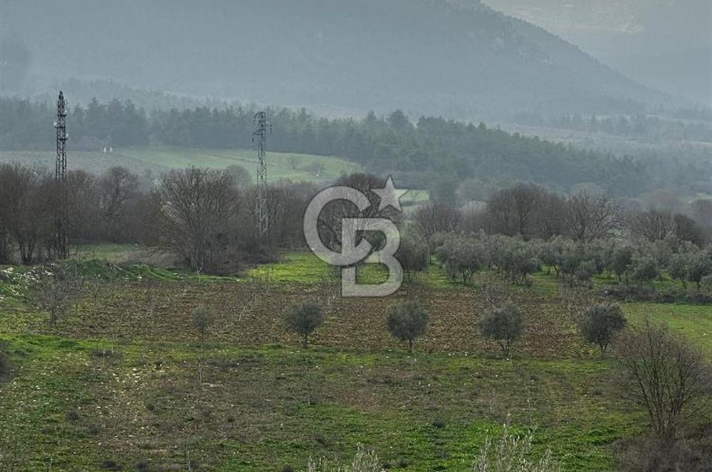 BİLECİK GÖLPAZARI KARAAĞAÇ KÜME EVLER'DE SATILIK 2163 M2 TARLA