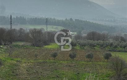 BİLECİK GÖLPAZARI KARAAĞAÇ KÜME EVLER'DE SATILIK 2163 M2 TARLA