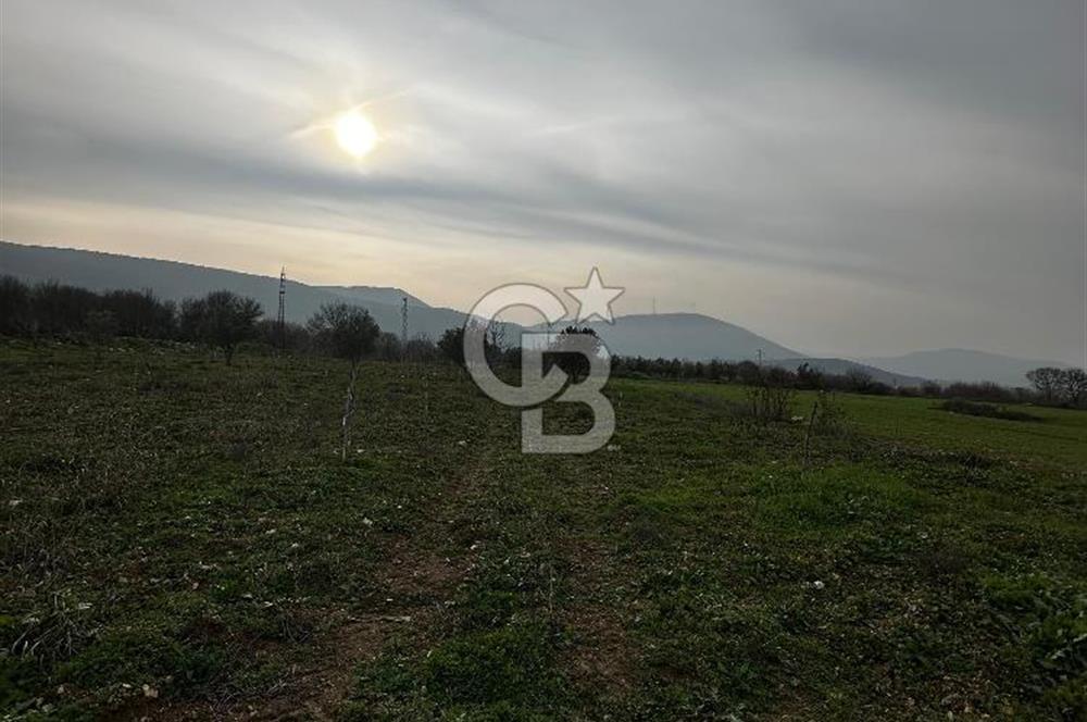 BİLECİK GÖLPAZARI KARAAĞAÇ KÜME EVLER'DE SATILIK 2163 M2 TARLA