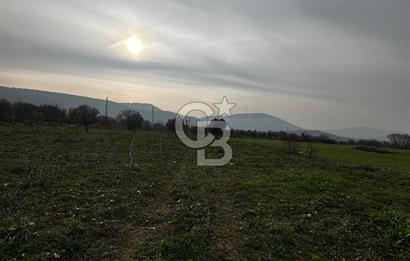 BİLECİK GÖLPAZARI KARAAĞAÇ KÜME EVLER'DE SATILIK 2163 M2 TARLA