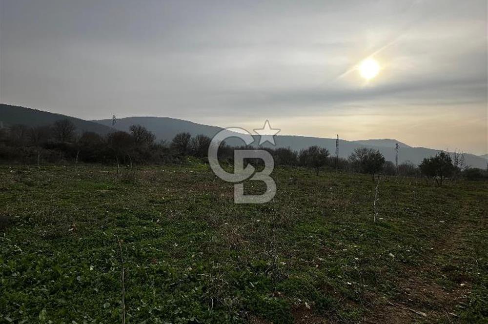 BİLECİK GÖLPAZARI KARAAĞAÇ KÜME EVLER'DE SATILIK 2163 M2 TARLA