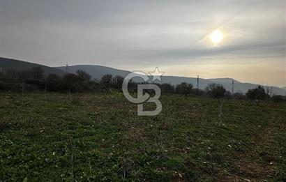 BİLECİK GÖLPAZARI KARAAĞAÇ KÜME EVLER'DE SATILIK 2163 M2 TARLA