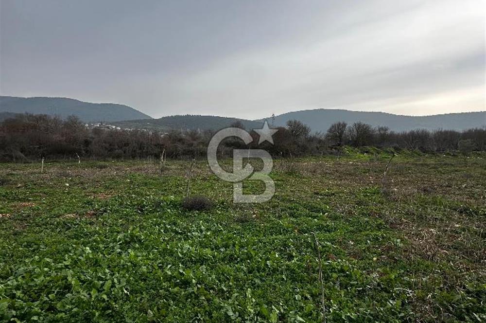 BİLECİK GÖLPAZARI KARAAĞAÇ KÜME EVLER'DE SATILIK 2163 M2 TARLA